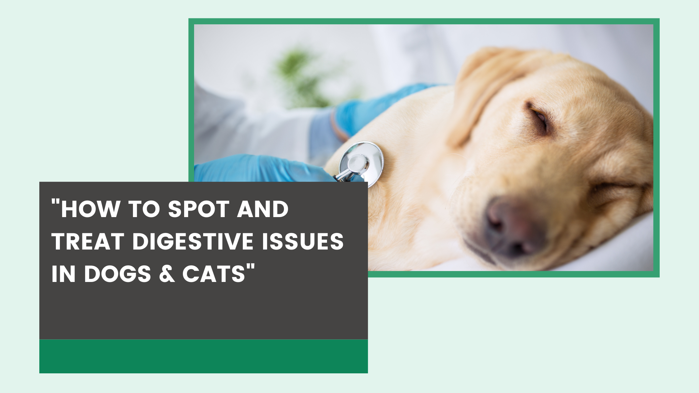 Curated visual reference: Visual Reference: How To Spot And Treat Digestive Issues In Dogs Cats