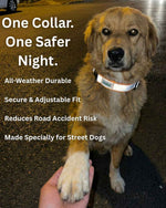 Reflective collar for street dogs to improve visibility and safety at night