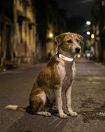 Reflective collar for street dogs to improve visibility and safety at night