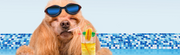 10 Summer Hacks to keep your dog cool and happy - The Basil Pet Care