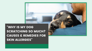 Why Is My Dog Scratching So Much? Causes & Remedies for Skin Allergies - The Basil Pet Care