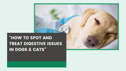 How to Spot and Treat Digestive Issues in Dogs & Cats - The Basil Pet Care
