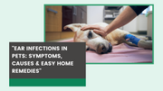 Ear Infections in Pets – Symptoms, Causes & Easy Home Remedies - The Basil Pet Care
