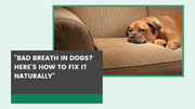Bad Breath in Dogs? Here’s How to Fix It Naturally - The Basil Pet Care