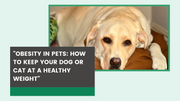 Obesity in Pets – How to Keep Your Dog or Cat at a Healthy Weight - The Basil Pet Care