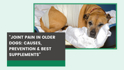 Joint Pain in Older Dogs – Causes, Prevention & Best Treatments - The Basil Pet Care