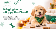 Bringing Home a Puppy This Festive Season: Healthy Treats for Puppies and First-Week Care