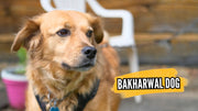 Bakharwal Dog: Guardian of the Himalayas - The Basil Pet Care