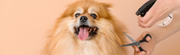Bath Time Blues? Top Tips for Making Dog Grooming Less Stressful - The Basil Pet Care
