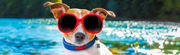 Beat the Heat: Essential Summer Pet Supplies to Keep Your Furry Friends Cool and Happy - The Basil Pet Care