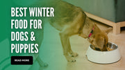 Best Winter Foods for Dogs and Puppies in 2024 - The Basil Pet Care