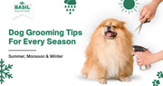 Dog Grooming Tips 