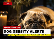 Understanding Obesity in Pet Dogs and Effective Treatments