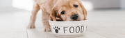 Gluten-Free on the Go: Essential Travel Tips for Pet Parents - The Basil Pet Care