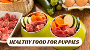 HEALTHY FOOD FOR PUPPIES ABOVE 3 MONTHS - The Basil Pet Care