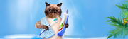 How to Brush your Cat’s Teeth - The Basil Pet Care