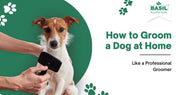 How to Groom a Dog at Home 