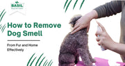 Remove Dog Smell
