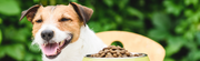 Is Gluten-Free Right for Your Pet? A Guide to Choosing the Best Food for this Summer - The Basil Pet Care