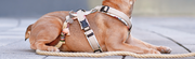 The Ultimate Guide to Choosing the Right Dog Harness for Your Pooch - The Basil Pet Care