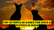 Top 10 Popular Names for Dogs & Puppies in India - The Basil Pet Care