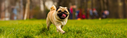 Top 10 easy ways to keep your dog happy - The Basil Pet Care