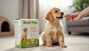 House Training Tips: How to Potty Train Your Pet Quickly - The Basil Pet Care