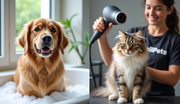 Pet Grooming at Home vs. Professional Grooming: What’s Best for Your Pet? - The Basil Pet Care