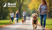 How to Train My Dog to Stop Pulling on the Leash? - The Basil Pet Care