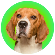 BEAGLES - The Basil Pet Care