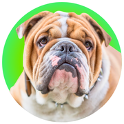 Bulldog - The Basil Pet Care