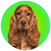 Cocker Spaniel - The Basil Pet Care