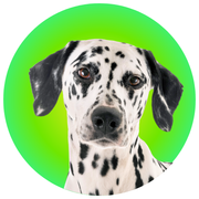 Dalmatian - The Basil Pet Care