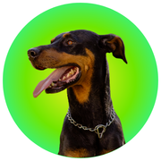 Doberman - The Basil Pet Care