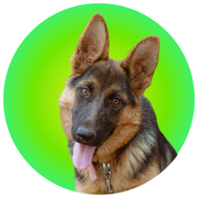 German Shepherd - The Basil Pet Care