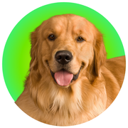 GOLDEN RETRIEVER - The Basil Pet Care