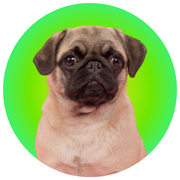 PUGS - The Basil Pet Care