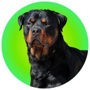 Rottweiler - The Basil Pet Care