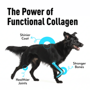 Basil Daily Collagen Hand-Cut Chips for Dogs | Rawhide-Free High Protein Chew | Natural Alternative to Rawhide & Yak Cheese | Long-Lasting Support for Joints, Skin & Dental Health