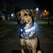 BASIL Reflective Safety Collar for Street Dogs