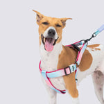 BASIL LOOONG Hands-Free Leash | 3 IN 1 Dog Leash