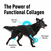 Basil Daily Collagen Hand-Rolled Sticks for Dogs | Rawhide-Free High Protein Chew | Natural Alternative to Rawhide & Yak Cheese | Long-Lasting Support for Joints, Skin & Dental Health