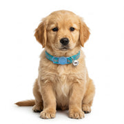 Basil Printed Adjustable Collar for Puppies & Cats – Stylish & Comfortable Design