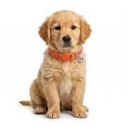 Basil Printed Adjustable Collar for Puppies & Cats – Stylish & Comfortable Design