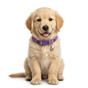 Basil Printed Adjustable Collar for Puppies & Cats – Stylish & Comfortable Design