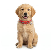Basil Printed Adjustable Collar for Puppies & Cats – Stylish & Comfortable Design